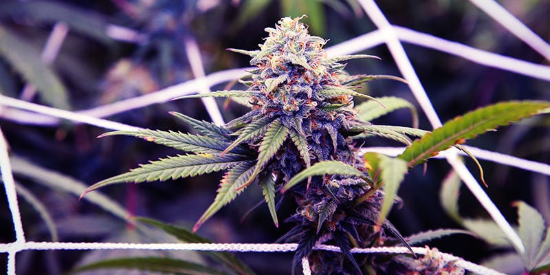Comment Cultiver Du Cannabis Violet