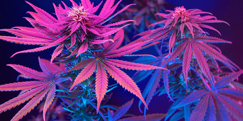 Comment Ne Pas Rendre Votre Cannabis Violet