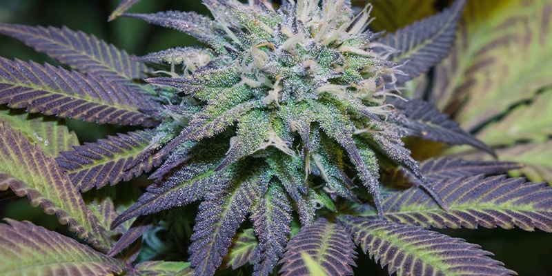 Les Feuilles Cannabis Violet