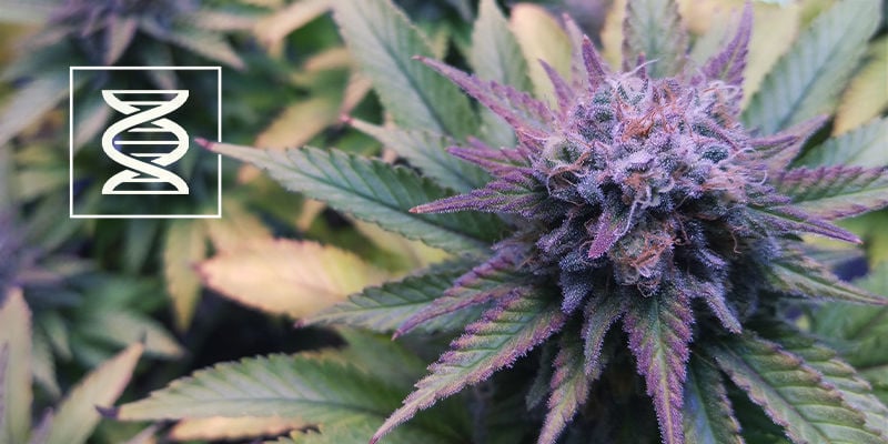 Choisir La Bonne Génétique Cannabis Violet