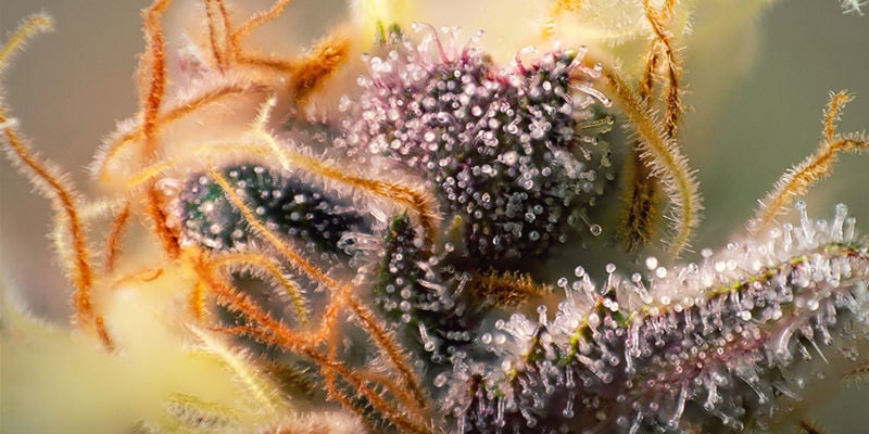 Pistils Cannabis Violet