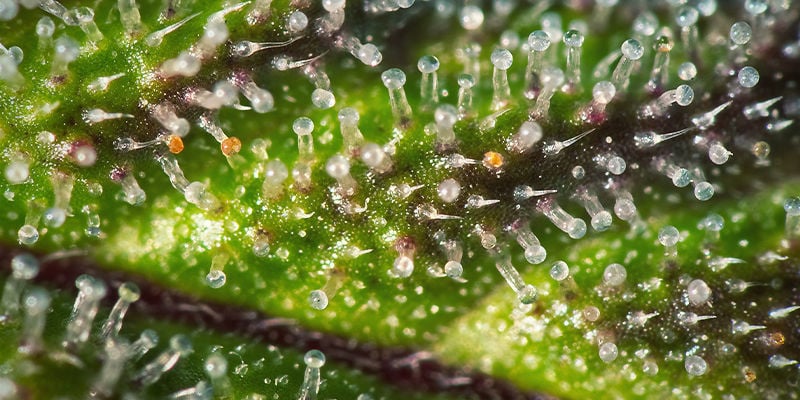 Trichomes Cannabis Violet