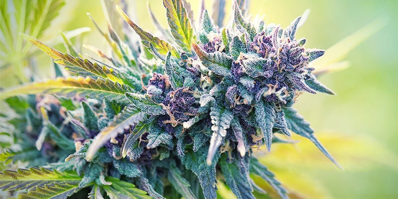 Qu’Est-Ce Que Le Cannabis Violet ?