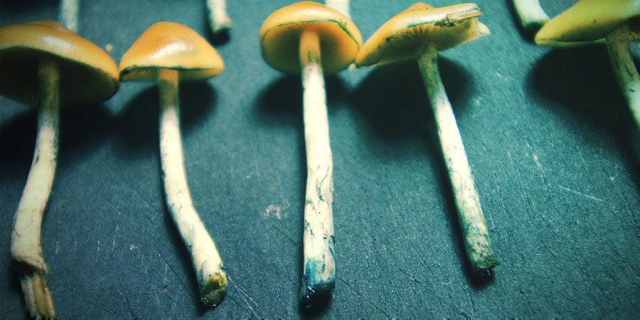 Séchage Et Conservation Du Psilocybe Azurescens