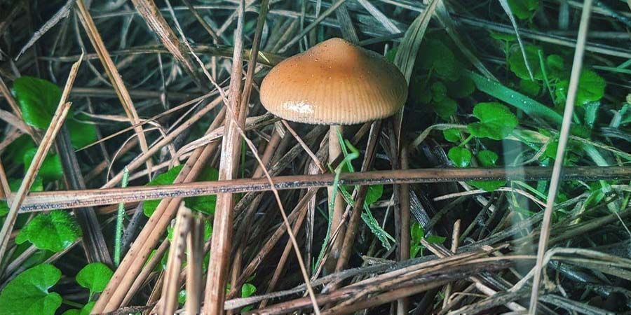 Comment Cultiver Le Psilocybe Azurescens