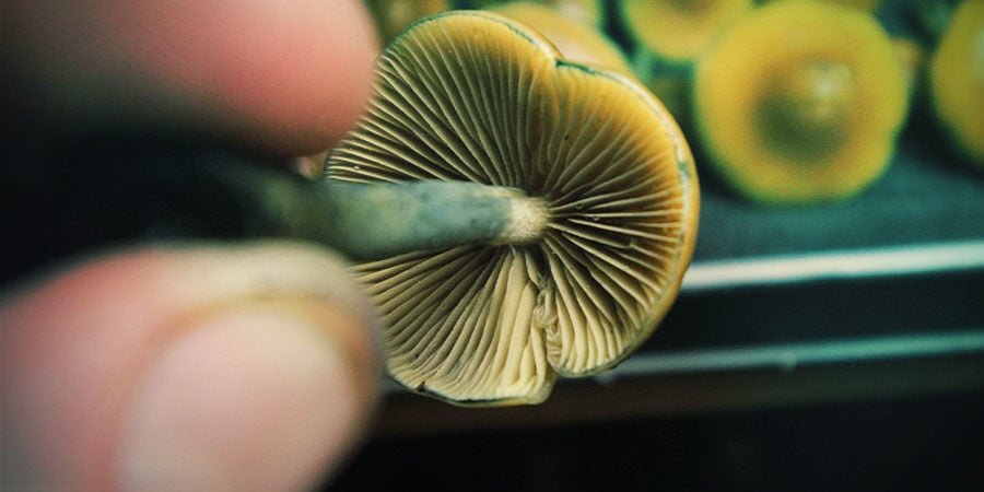 Comment Doser Le Psilocybe Azurescens