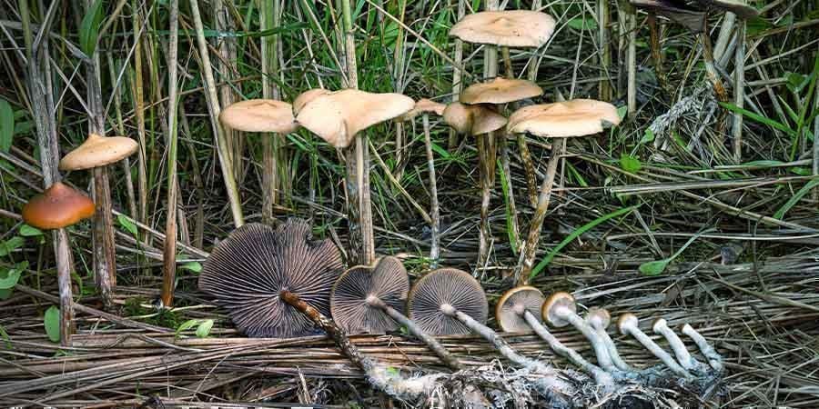 Qu’est-ce Que Le Psilocybe Azurescens ?