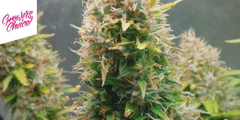 Rainbow Runtz De Growers Choice