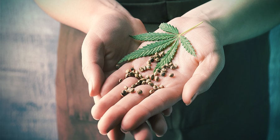 MEILLEURES GRAINES DE CANNABIS