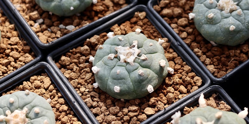 Lophophora decipiens contient-il plus de mescaline que williamsii ?