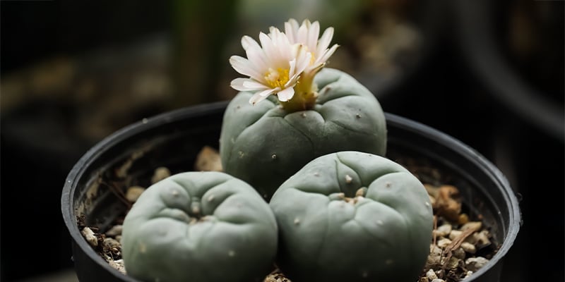 À quelle vitesse pousse Lophophora decipiens ?