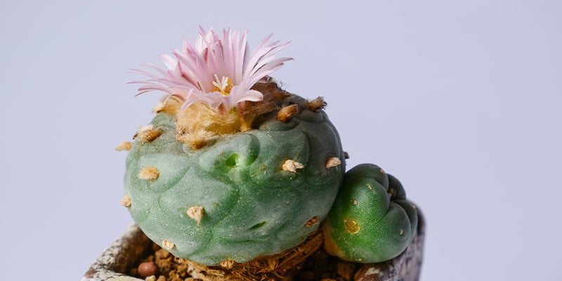 Est-ce légal de cultiver Lophophora decipiens ?