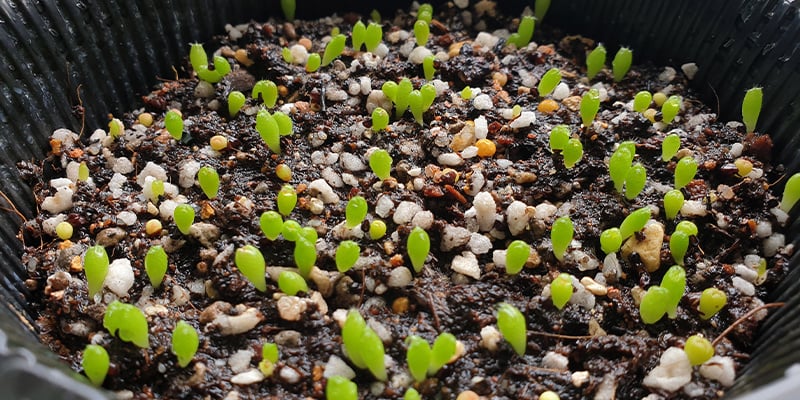 Lophophora decipiens : croissance rapide, captivant et plein de potentiel