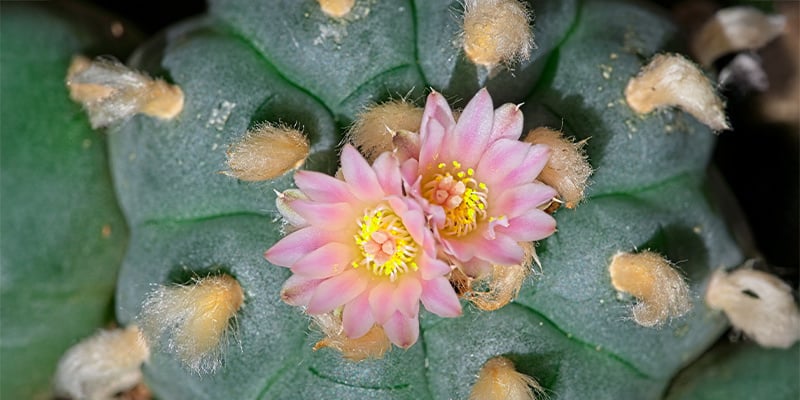 Qu’est-ce que Lophophora decipiens ?