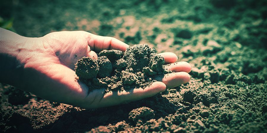 Climate And Soil Tabacco Seeds