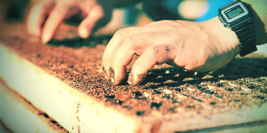 Planter Et Transplanter Le Tabac