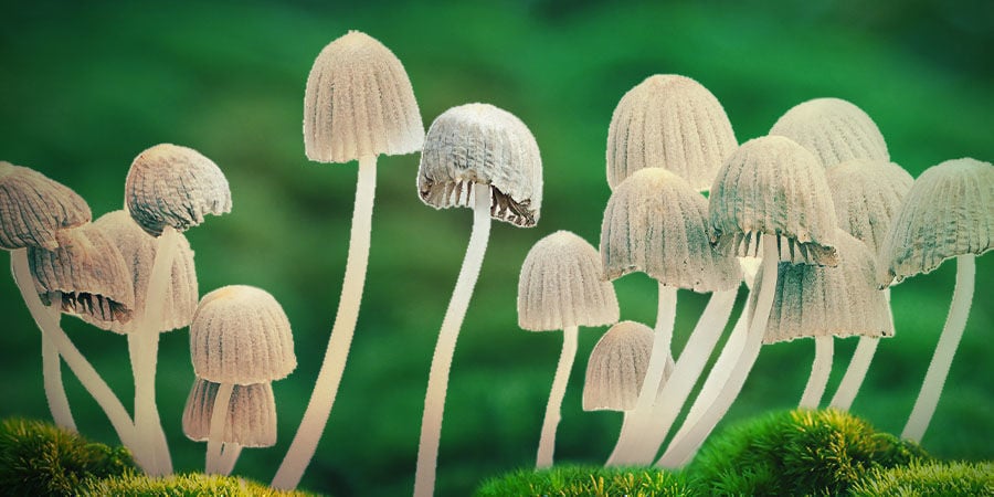 Psilocybe Mexicana