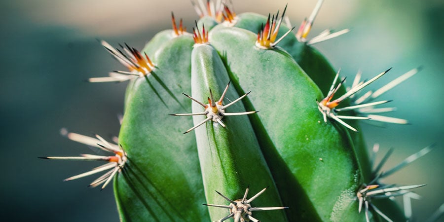 Comment Prendre Soin De Votre Cactus