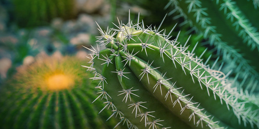 QU'EST-CE QUE LE CACTUS SAN PEDRO ?