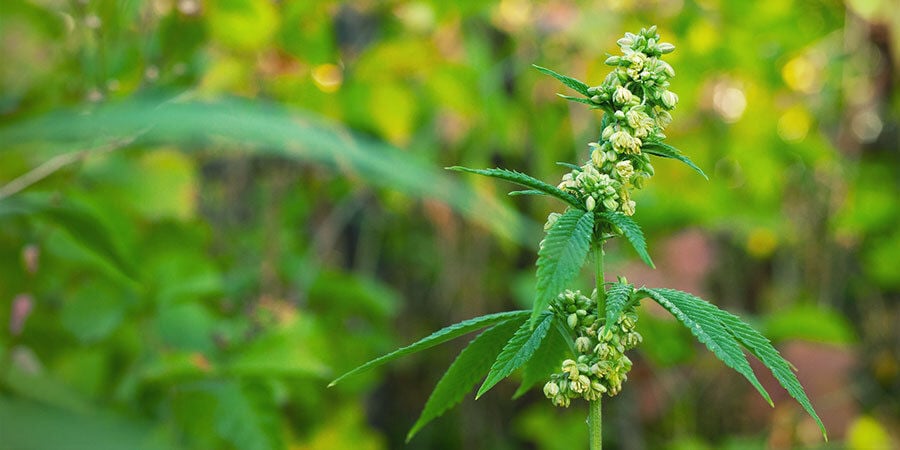 Des Plants de Cannabis Mâles qui Pollinisent les Plants Femelles