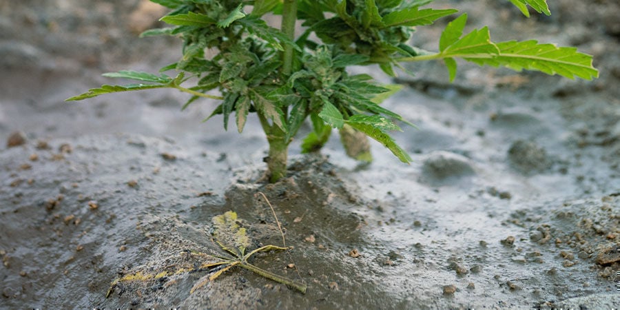 Problèmes Pendant La Floraison Du Cannabis : Rafraîchir le Sol