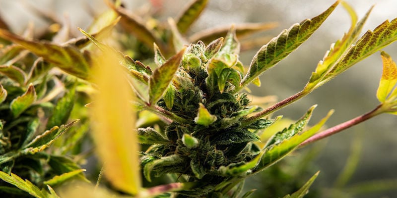Qu’est-ce qu’une variété à autofloraison ?