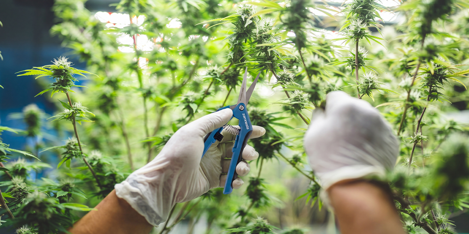 Derni&egrave;res r&eacute;flexions sur les autofloraisons &agrave; haut rendement
