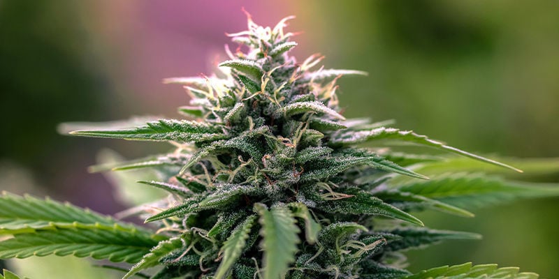 Avantages des variétés hybrides