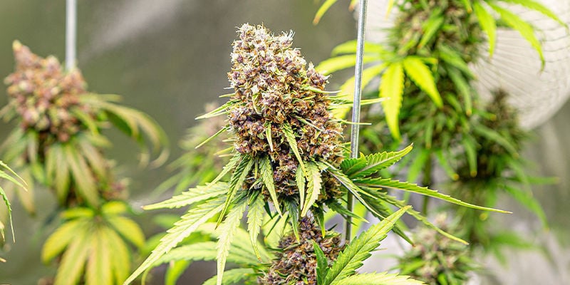 Comment choisir la bonne variété hybride