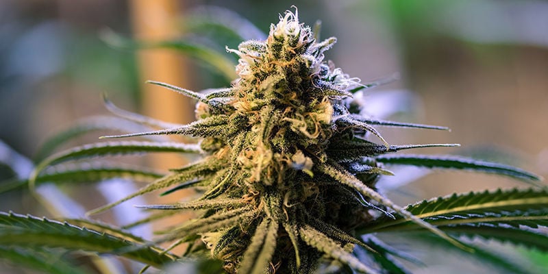Les meilleures variétés de cannabis hybrides