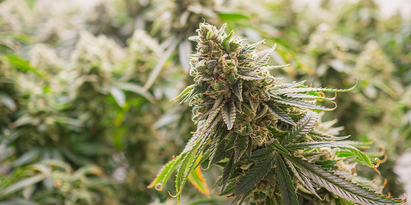 Qu’est-ce que le cannabis hybride ?
