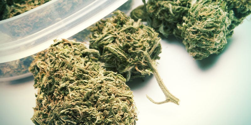 Réhydrater vos Têtes de Cannabis : Long-Terme (semaines) 