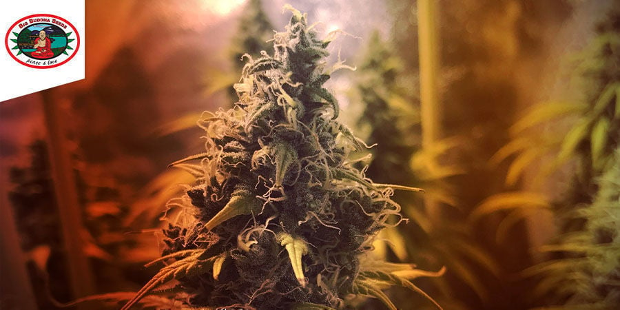 Big Buddha Cheese - Big Buddha Seeds