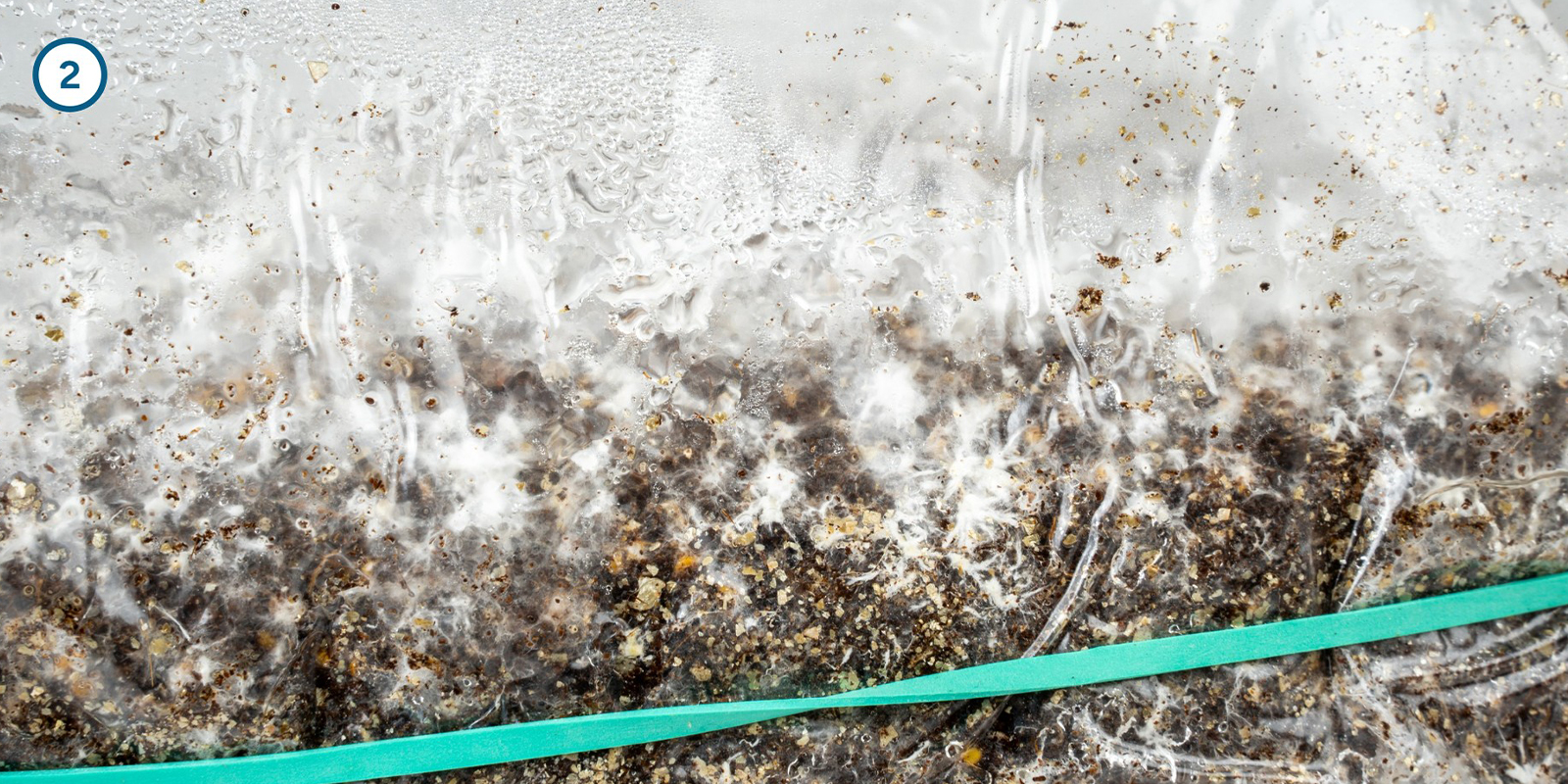 Cultiver le mycélium de champignons magiques chez soi