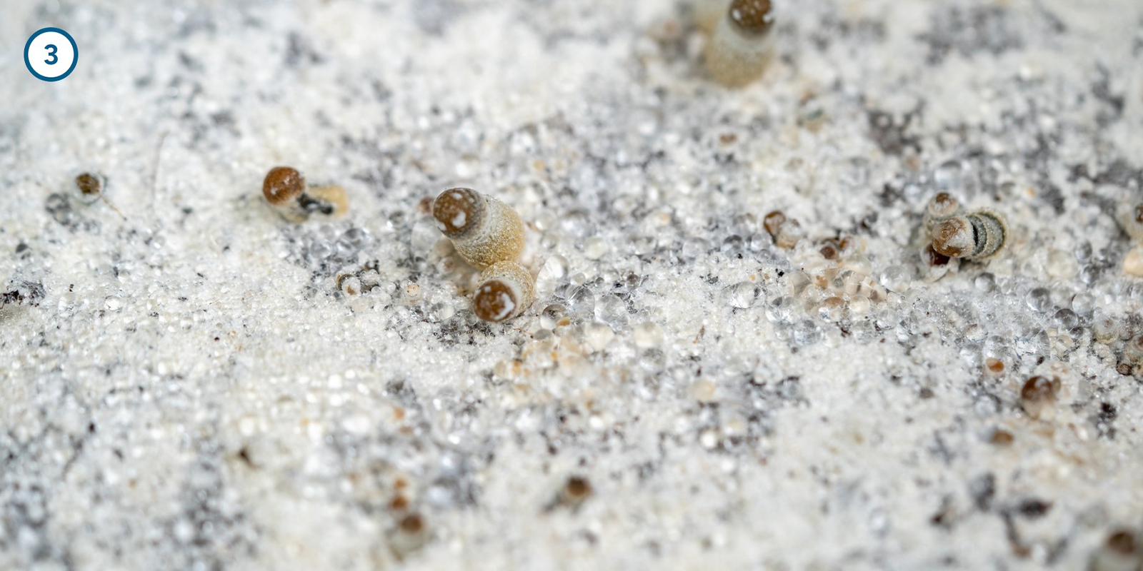 Cultiver le mycélium de champignons magiques chez soi