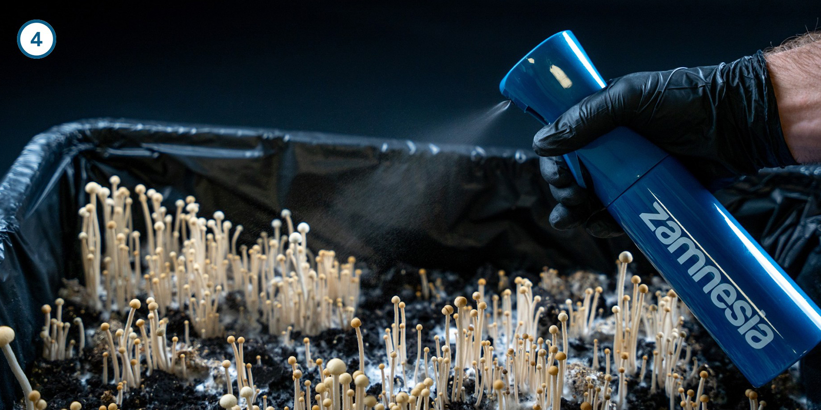 Cultiver le mycélium de champignons magiques chez soi