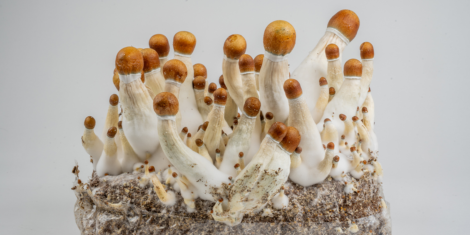 Du mycélium aux champignons magiques: et maintenant? Du mycélium aux champignons magiques: et maintenant?