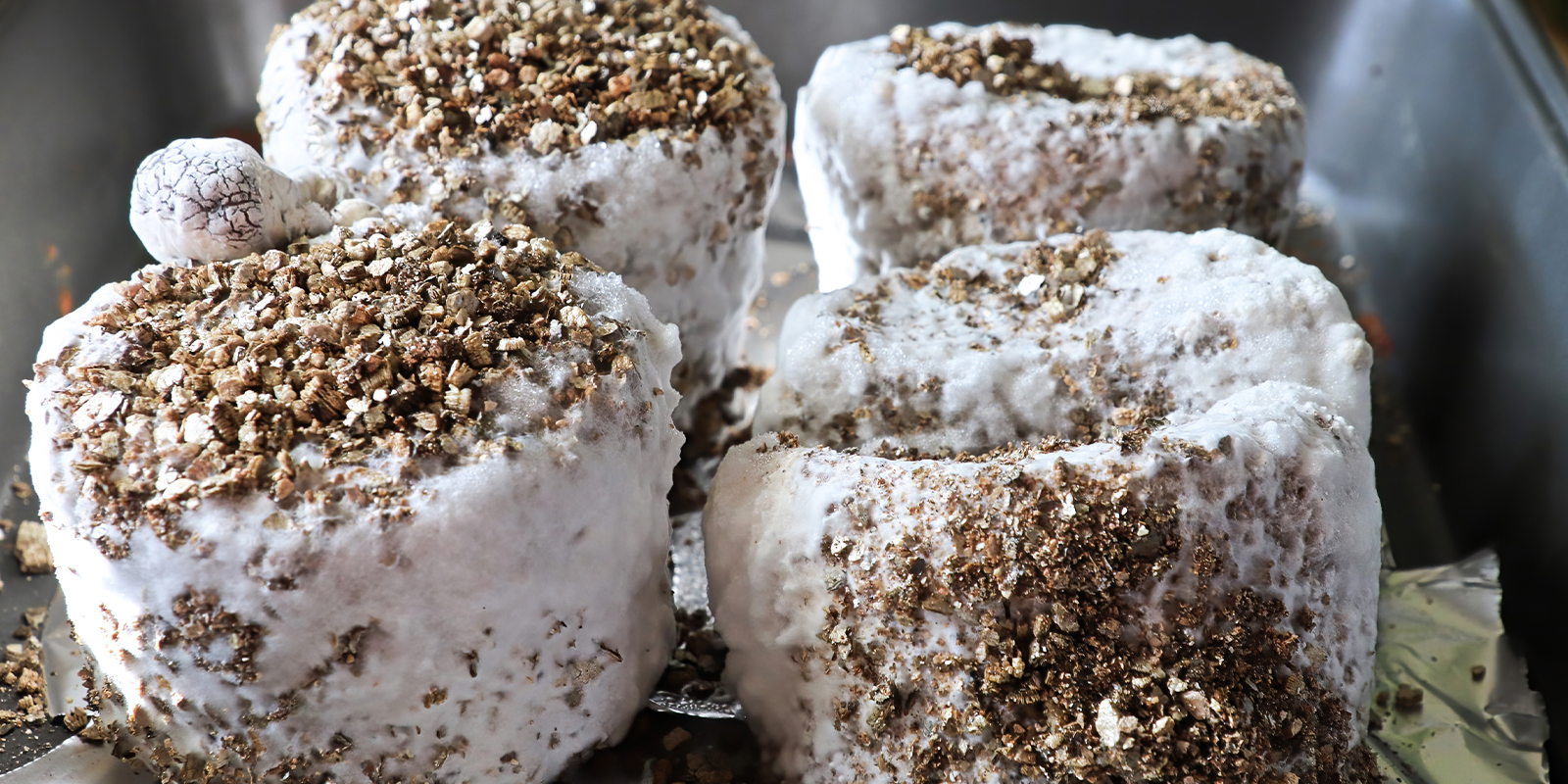 Le mycélium est-il sûr? Peut-on le consommer? Le mycélium est-il sûr? Peut-on le consommer?