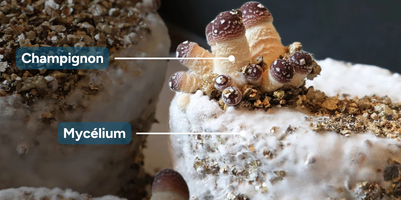 Mycélium ou champignon: quelle différence?