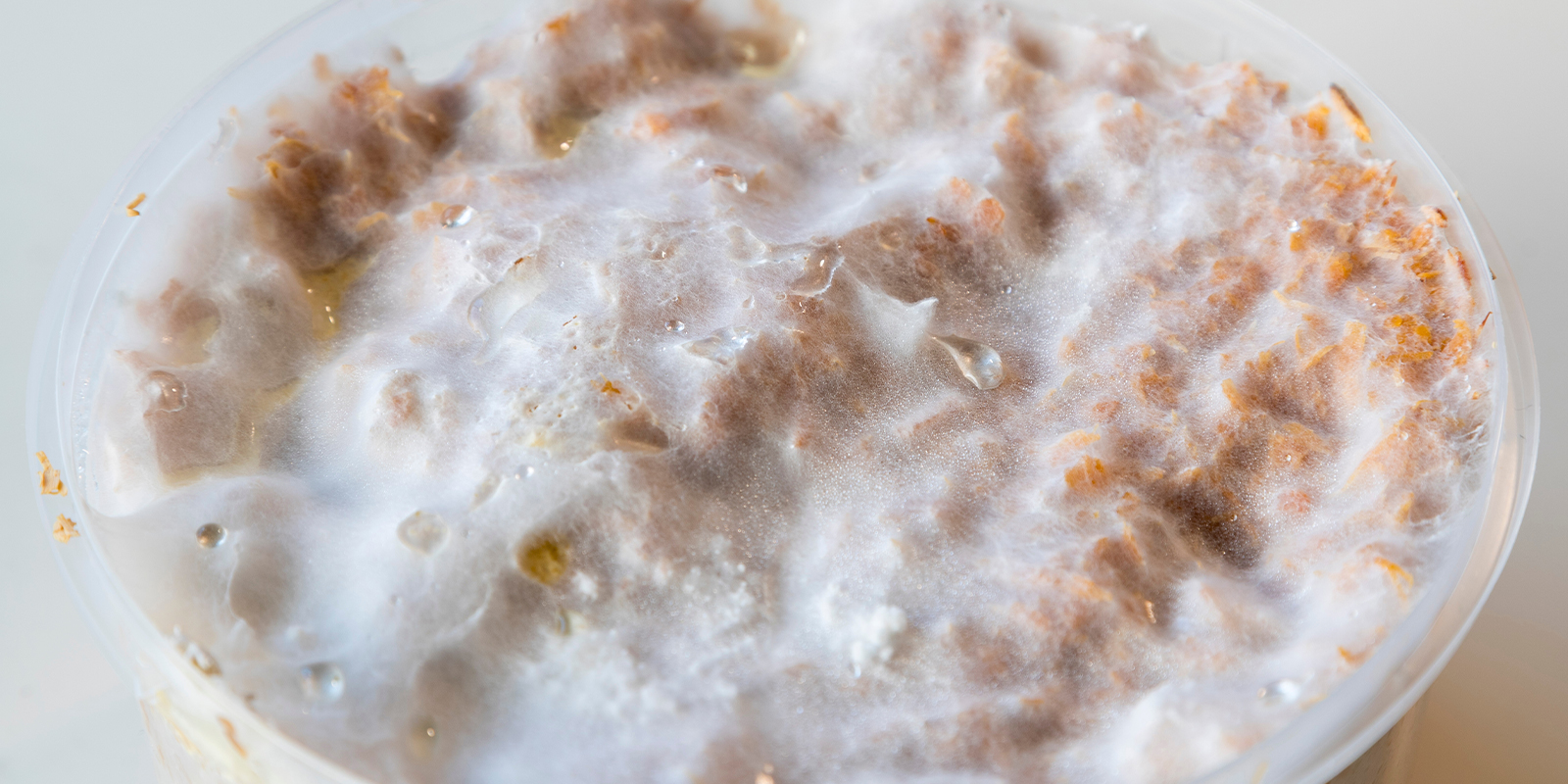 Les bases: qu’est-ce que le mycélium? Les bases: qu’est-ce que le mycélium?