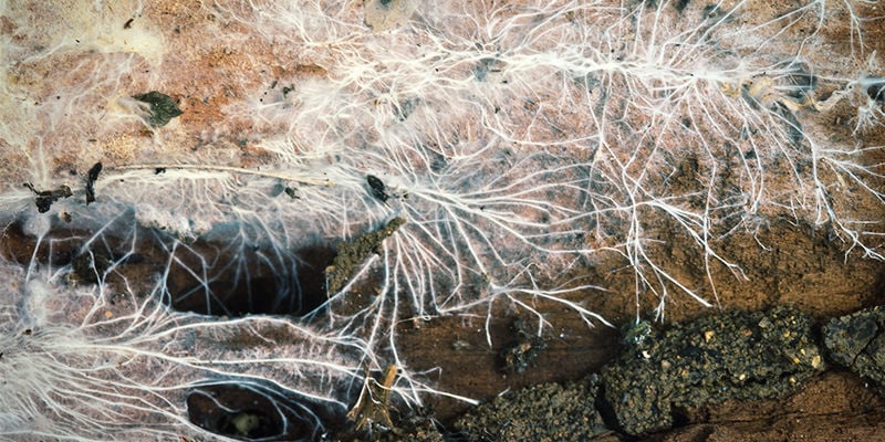 Mycélium En Forme De Cordons, Dit Rhizomorphe