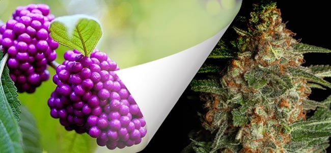 Purple Berry Kush - Spliff Seeds