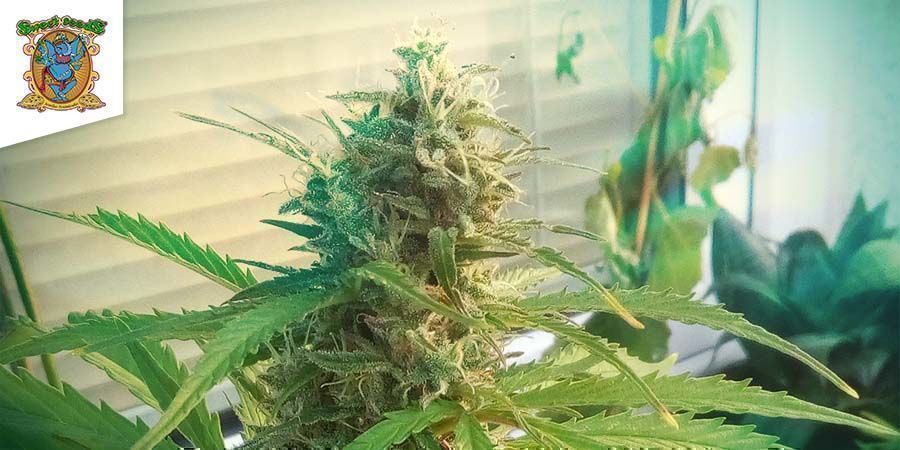 Sweet Skunk Auto (Sweet Seeds)