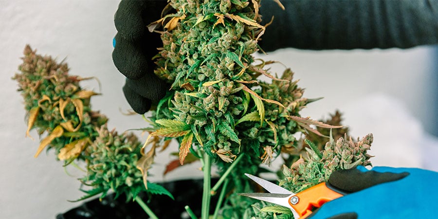 Taille Des Branches Inférieures Cannabis