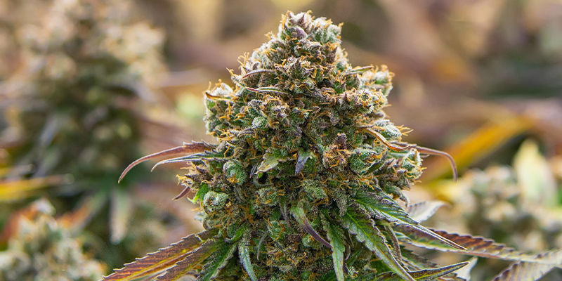 Variétés à autofloraison ou photopériodiques ?