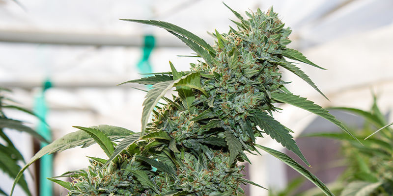Big Bang Autoflowering (Greenhouse Seeds)