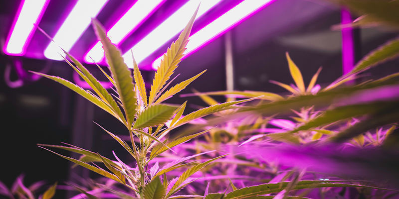Conseils pour la culture du cannabis en intérieur : éclairage, ventilation et plus