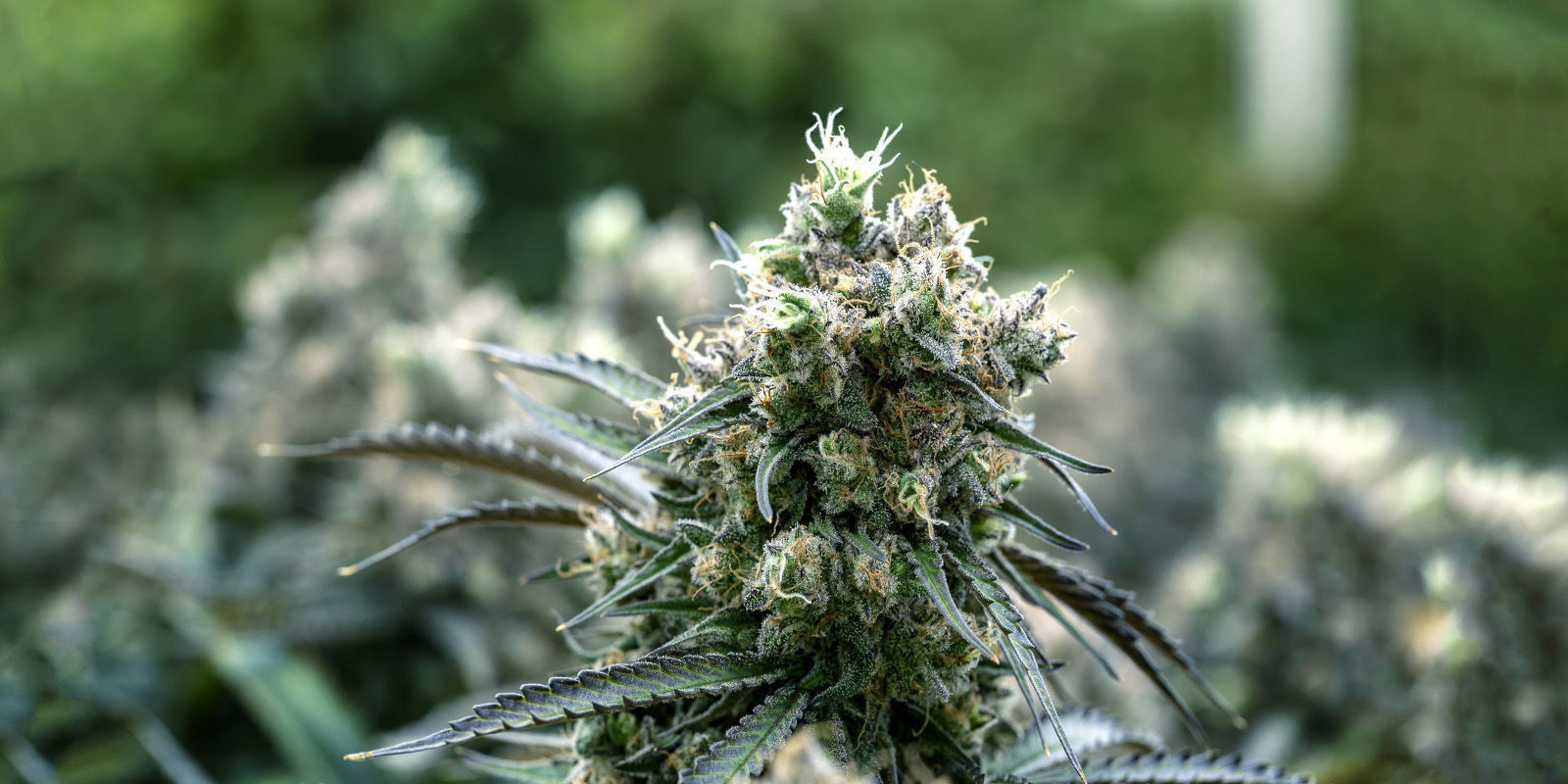 White Rhino Automatic (Zamnesia Seeds)