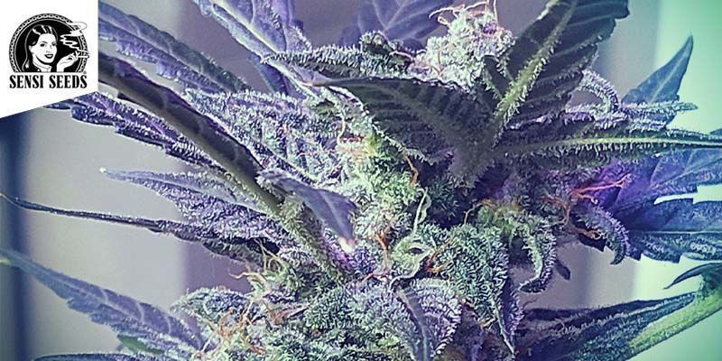 Super Skunk Automatic (Sensi Seeds) féminisée