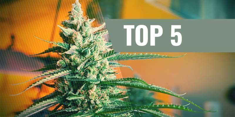 Les 5 Meilleures Graines De Cannabis À Autofloraison Pour La Culture D'Intérieur